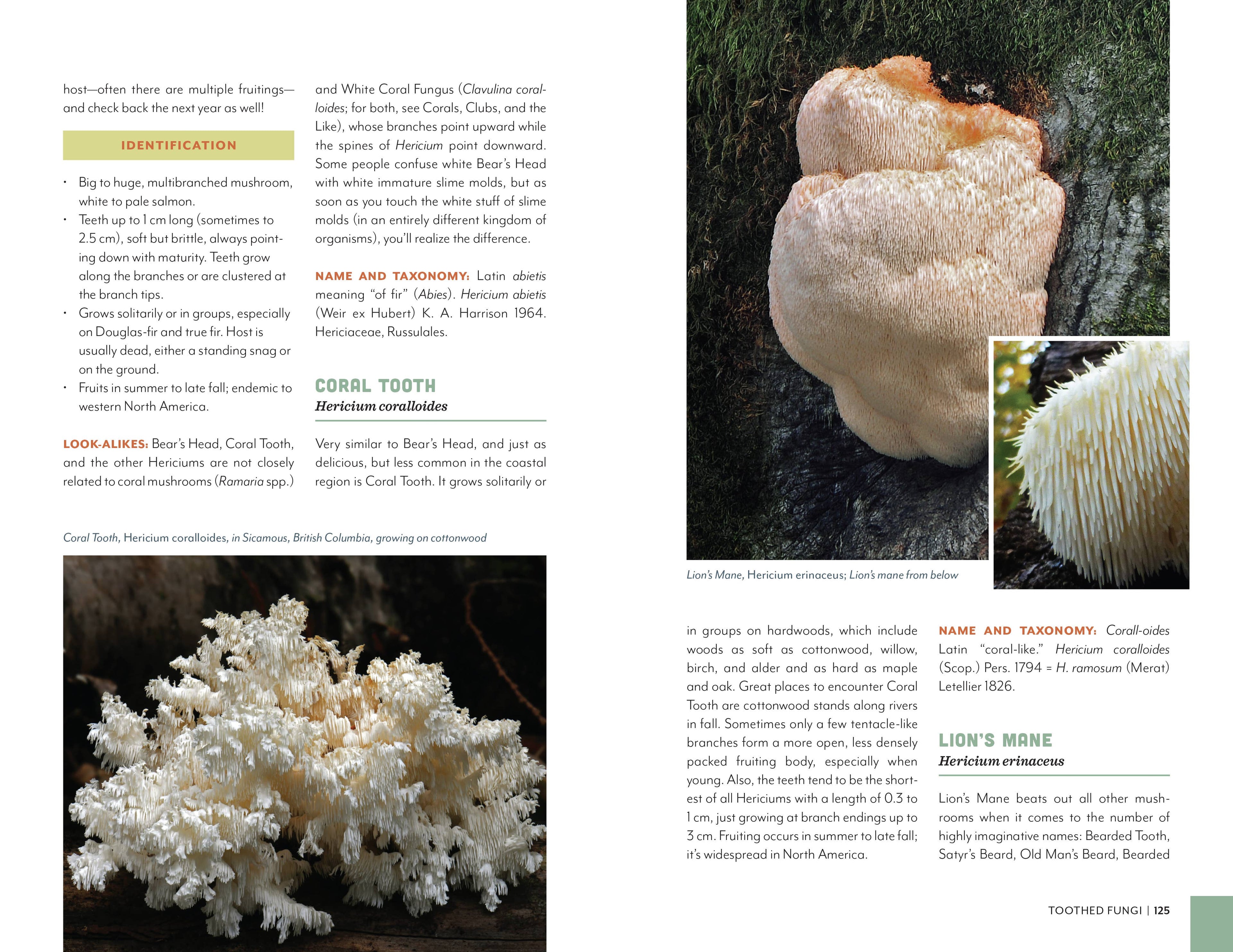 Fruits of the Forest: A Field Guide to PNW Edible Mushrooms