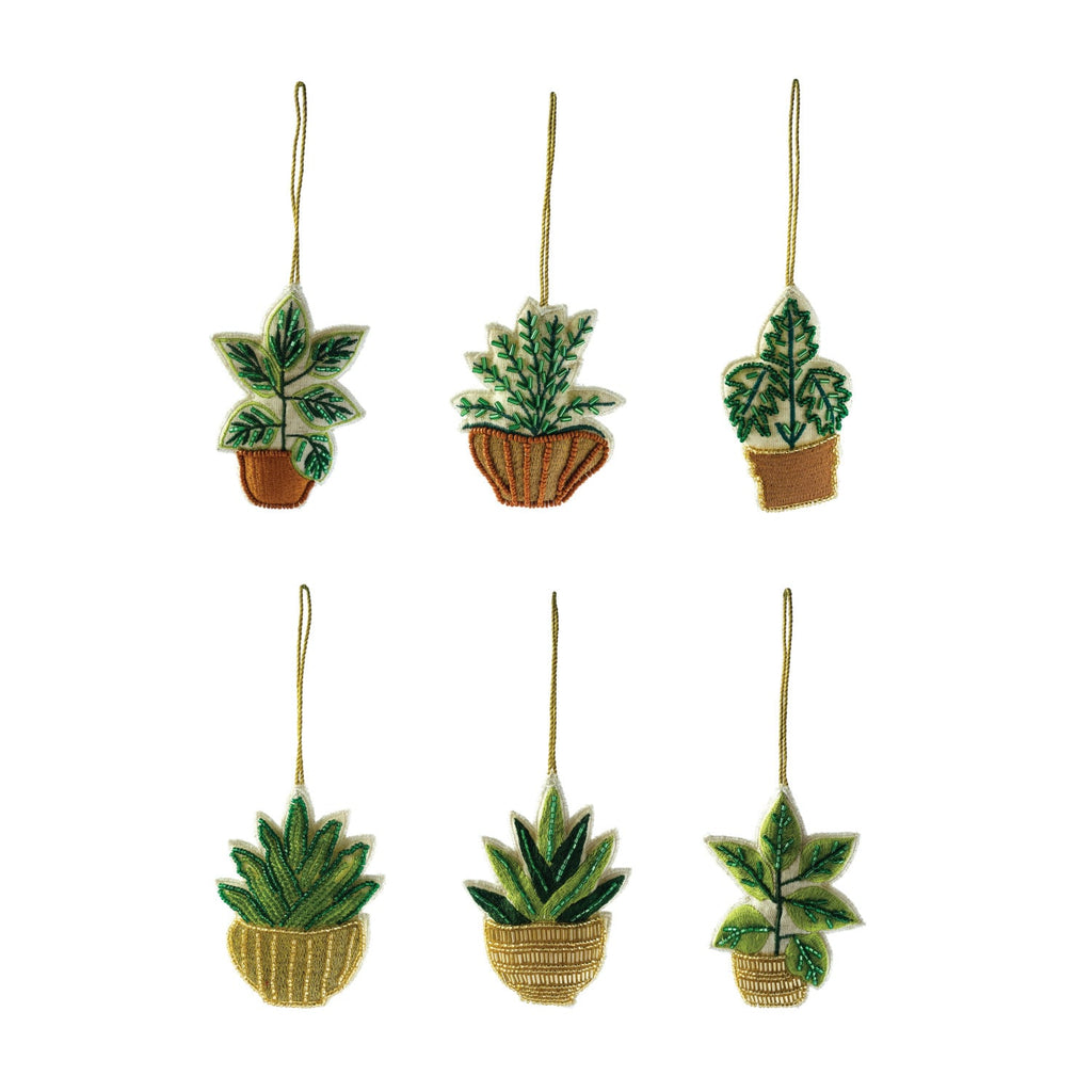 Cotton Stem Potted Miniature Plant
