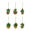 Cotton Stem Potted Miniature Plant