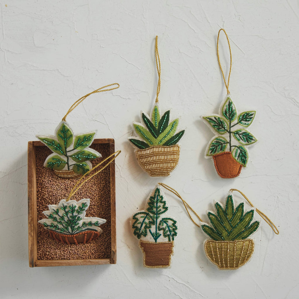 Cotton Stem Potted Miniature Plant